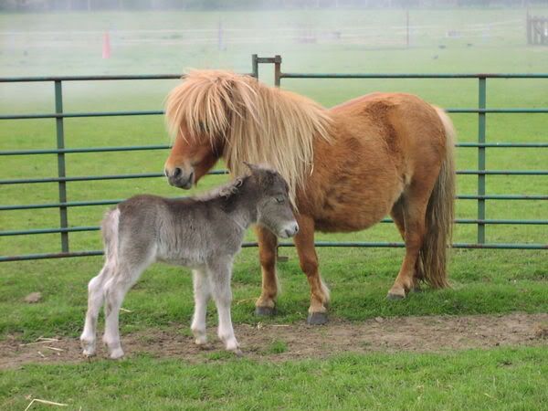 silver black foals? | Color Genetics